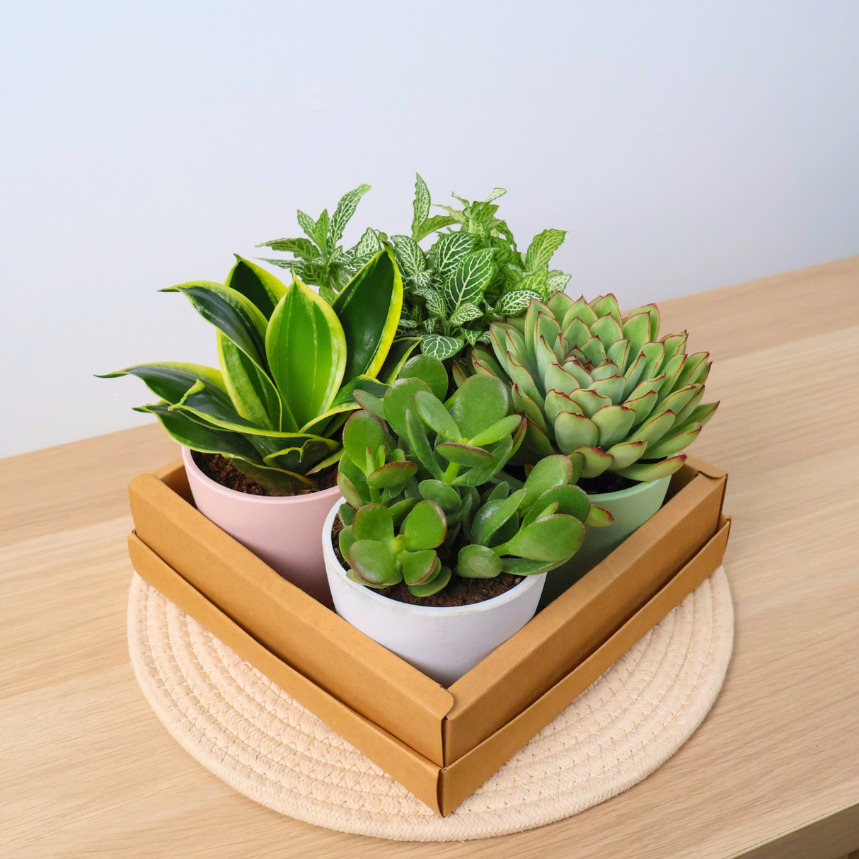 Plant Gift Set (Set of 4)