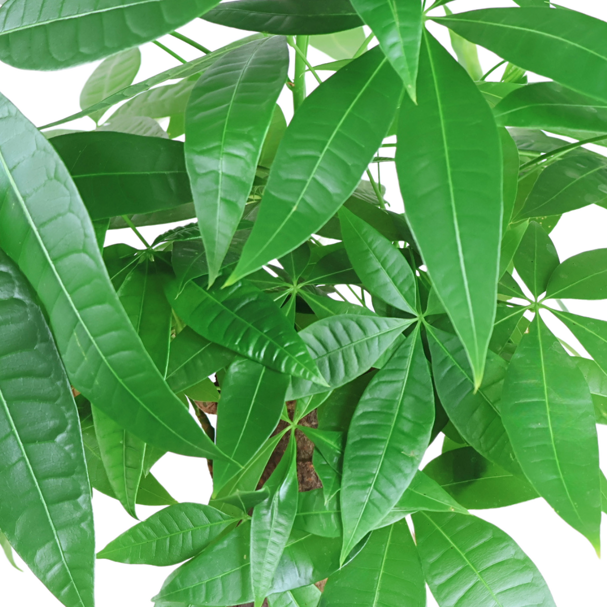 Pachira Hydroponic Plant (Money Tree 发财树)