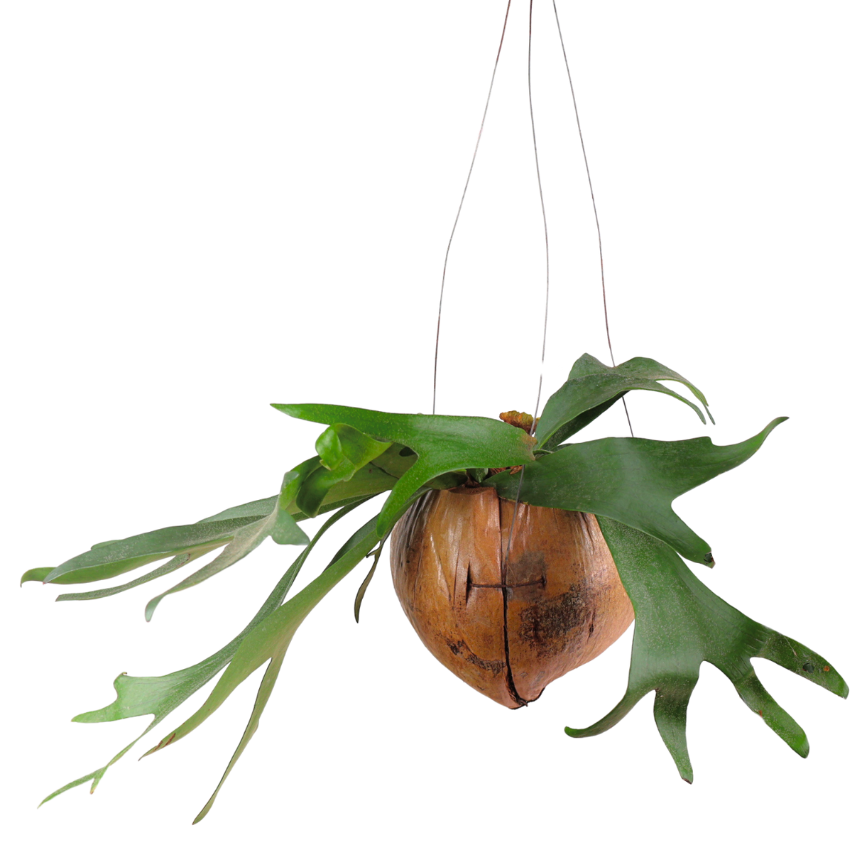 Platycerium (Staghorn Fern)