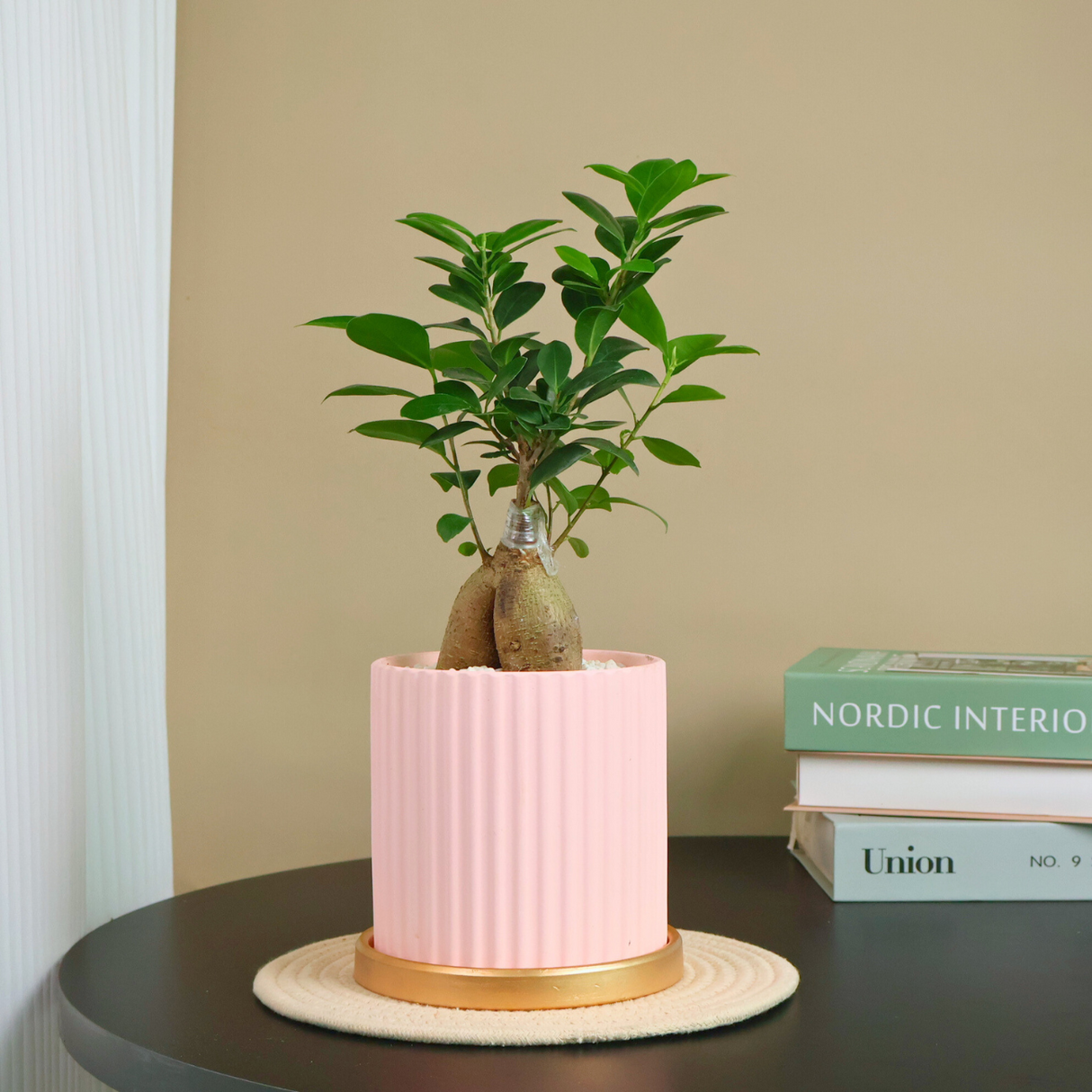 Ficus Microcarpa (Chinese Banyan) in Ceramic Pot
