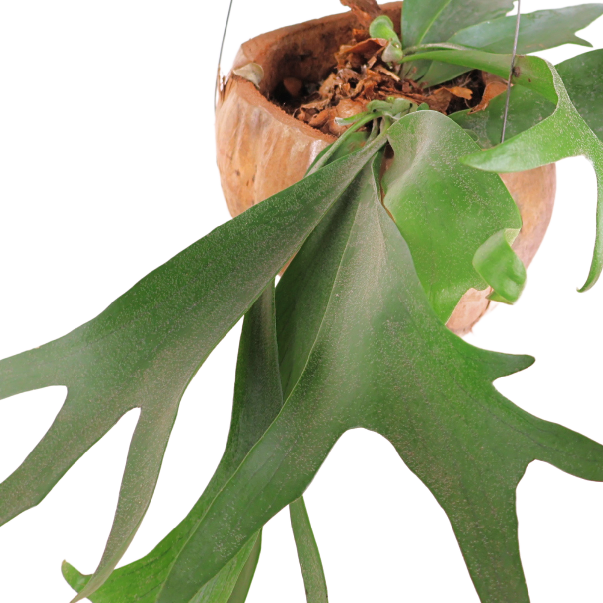 Platycerium (Staghorn Fern)