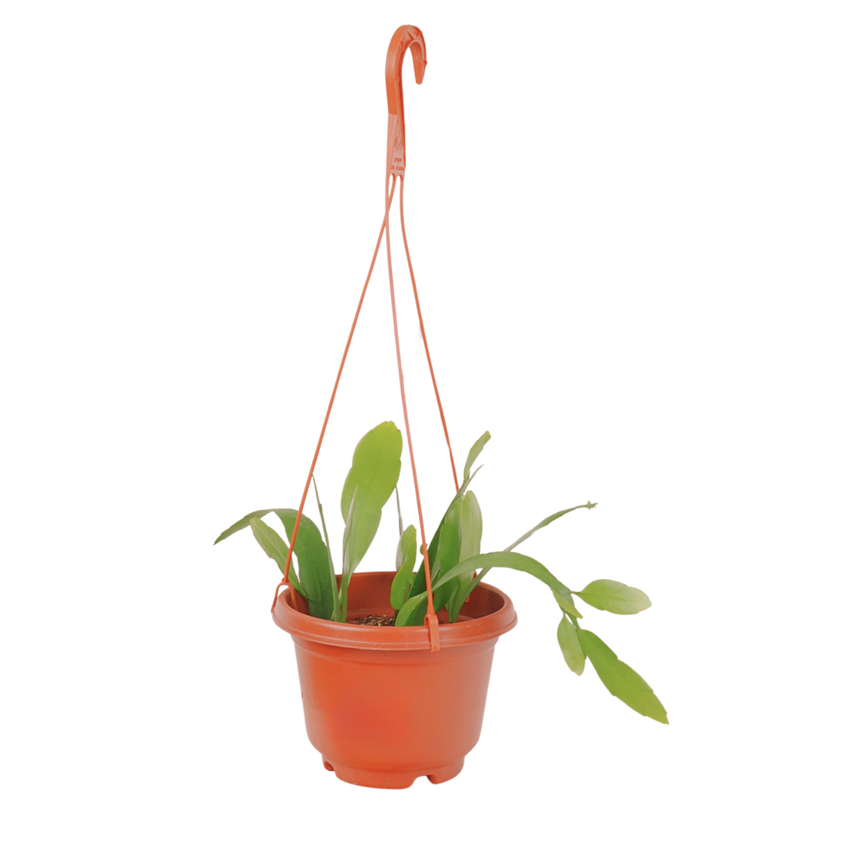 Epiphyllum Oxypetalum (Queen of the Night)