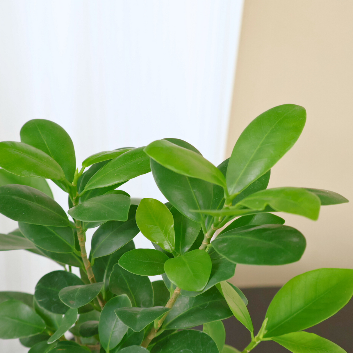 Ficus Microcarpa (Chinese Banyan) in Ceramic Pot