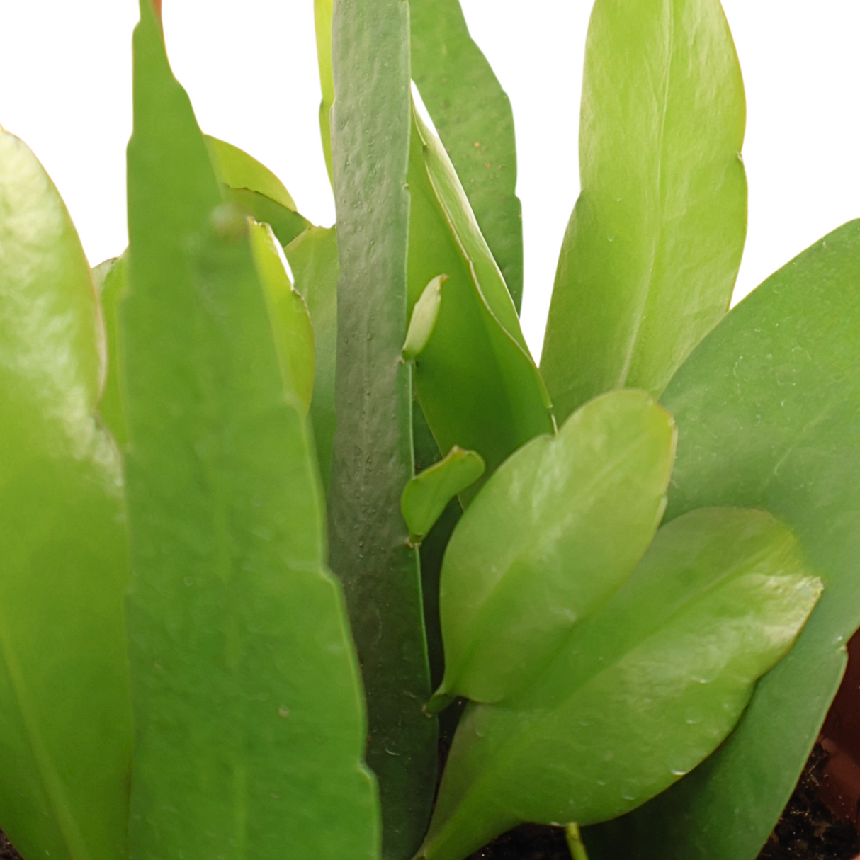 Epiphyllum Oxypetalum (Queen of the Night)