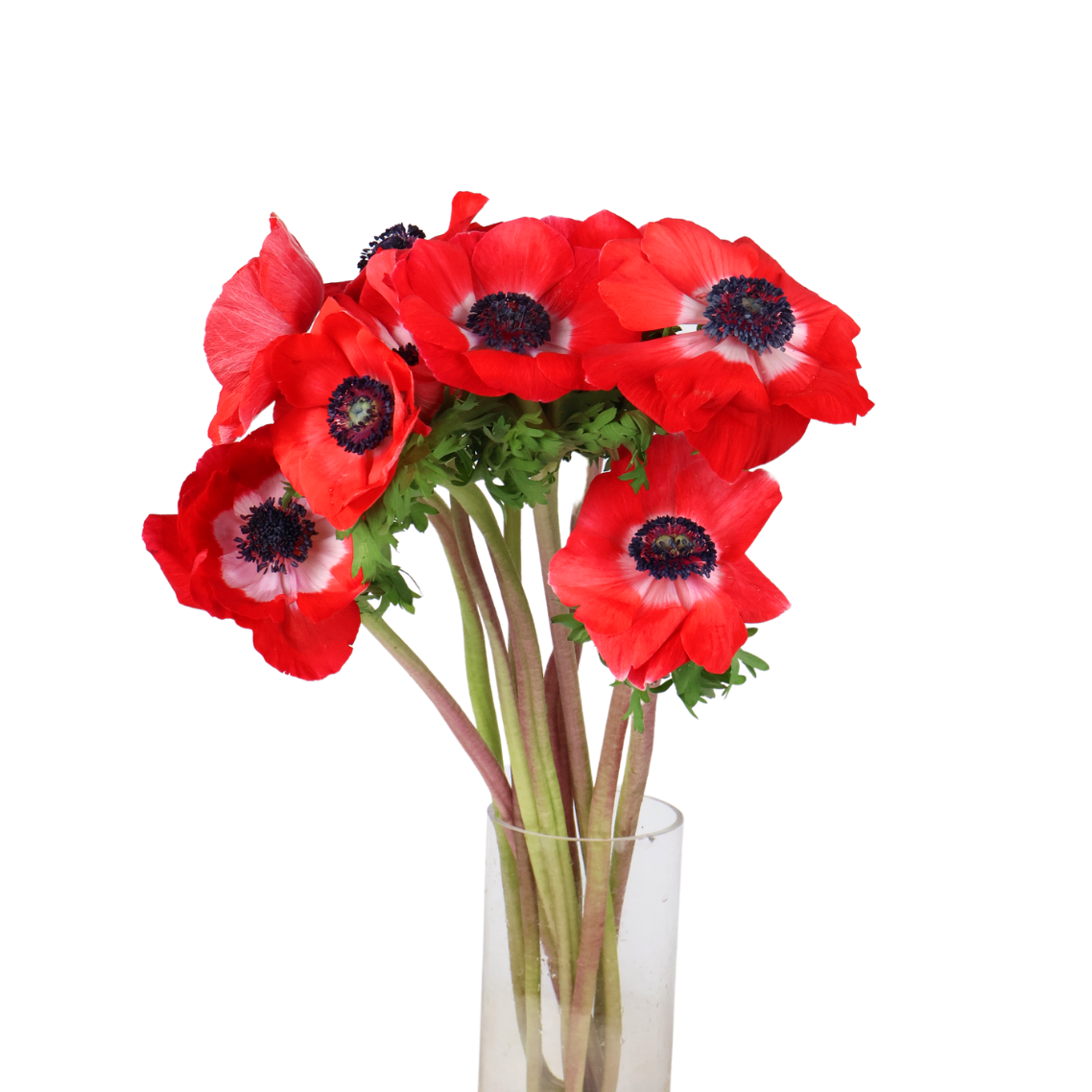 Anemone Mixed (Italy)