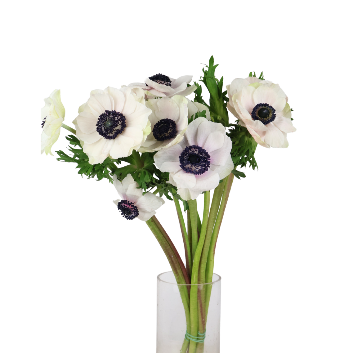 Anemone Mixed (Italy)