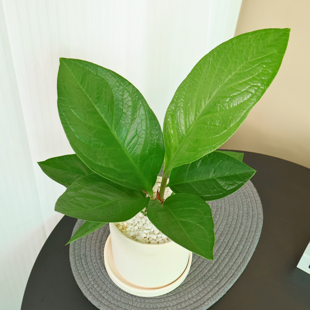 Anthurium Jenmanii in Ceramic Pot