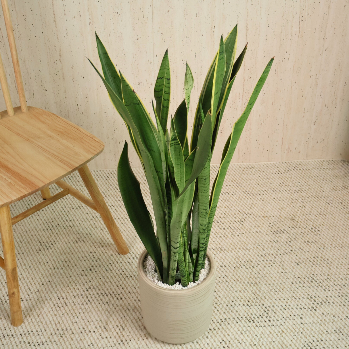 Sansevieria in Ceramic Pot