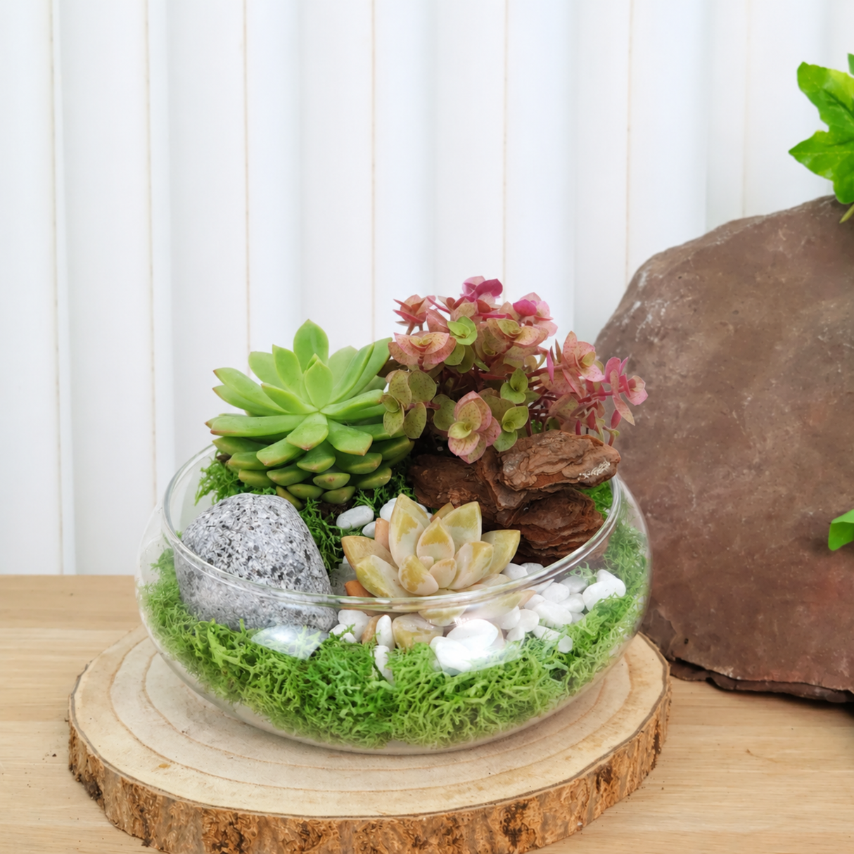 Succulent Sensation