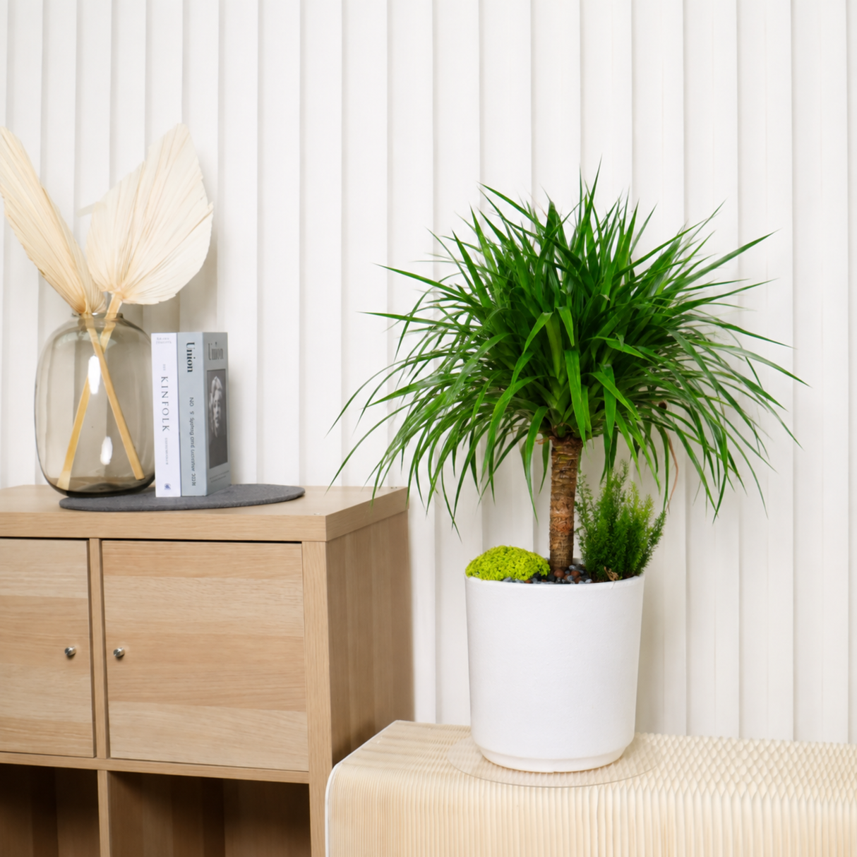 Dracaena Draco (Dragon Tree) in Ceramic Pot (78cm)