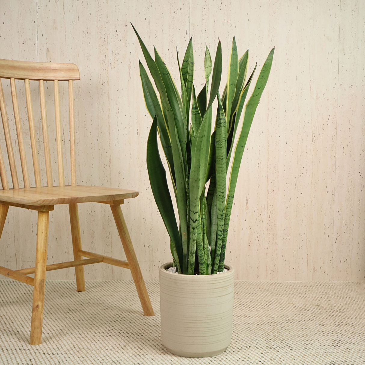 Sansevieria in Ceramic Pot