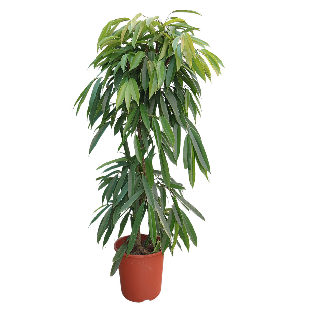 Ficus Amstel King (Ficus Alii Tree)