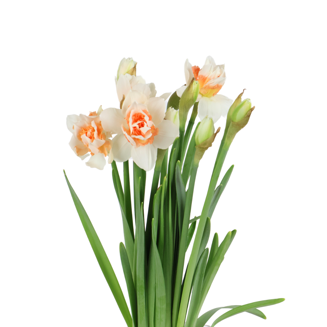 Narcissus Daffodil (Holland)