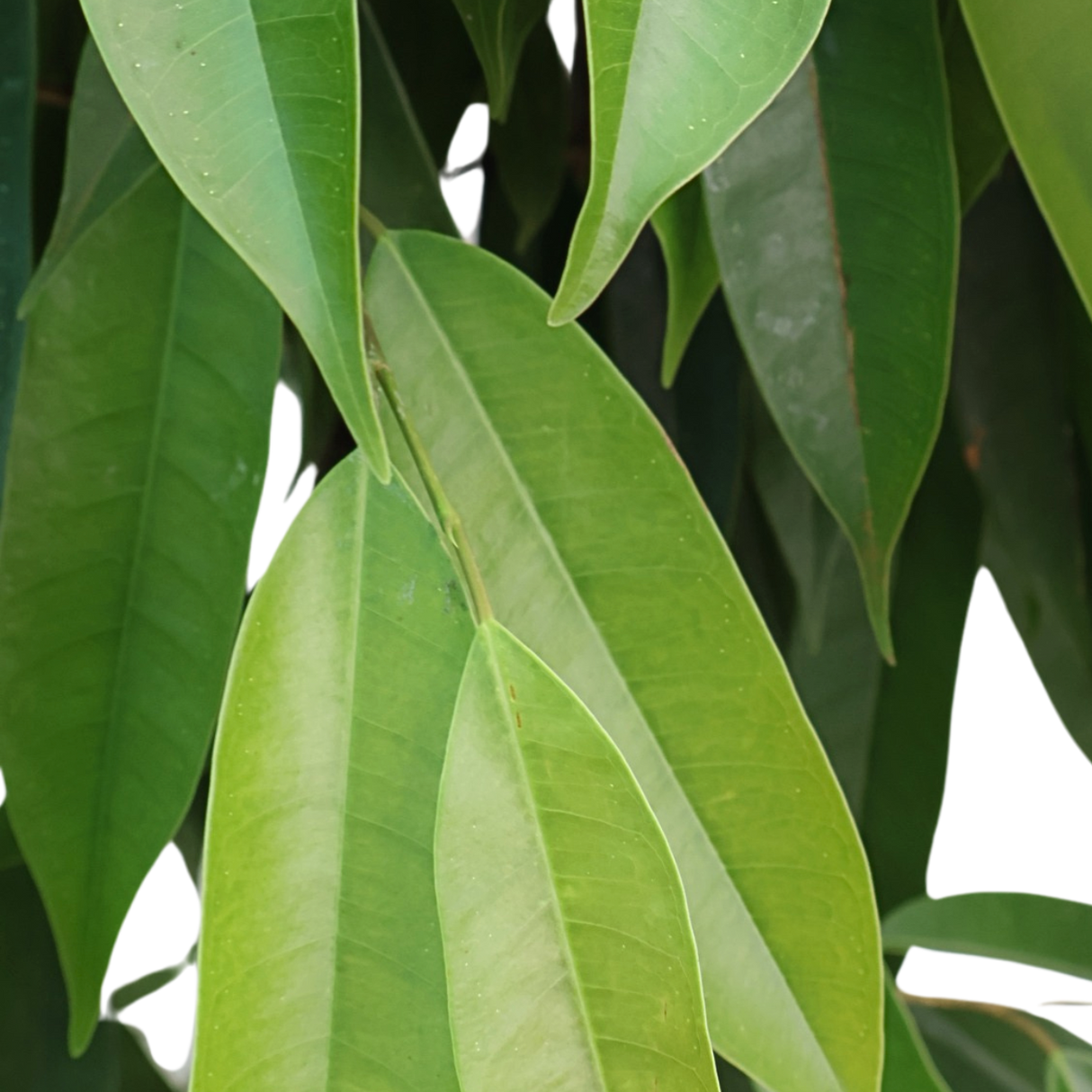 Ficus Amstel King (Ficus Alii Tree)