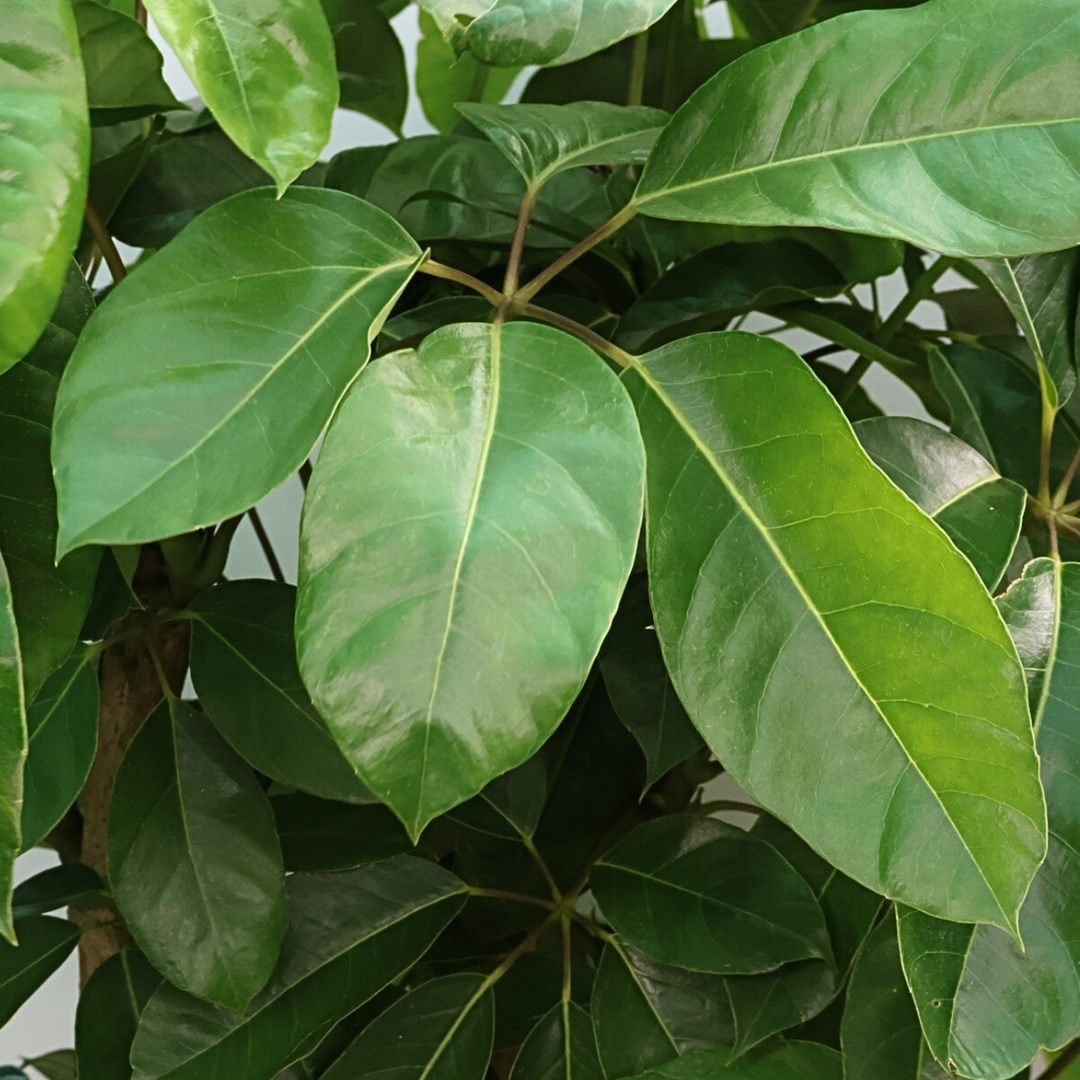 Schefflera Actinophylla (Umbrella Tree)