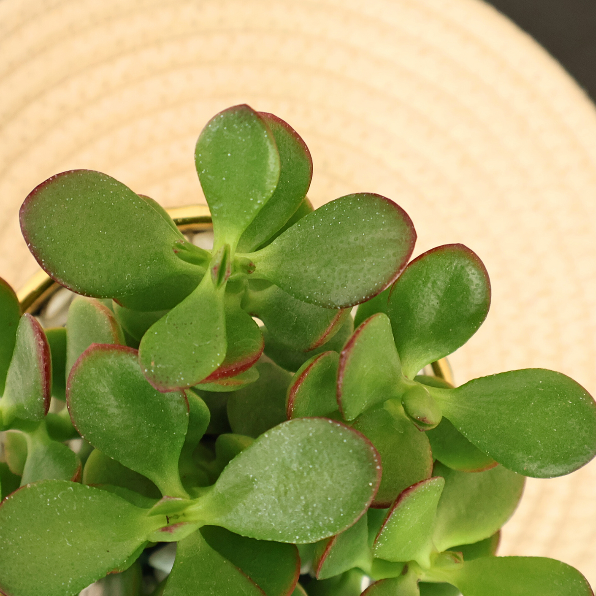 Crassula (Jade Plant) in Ceramic Pot