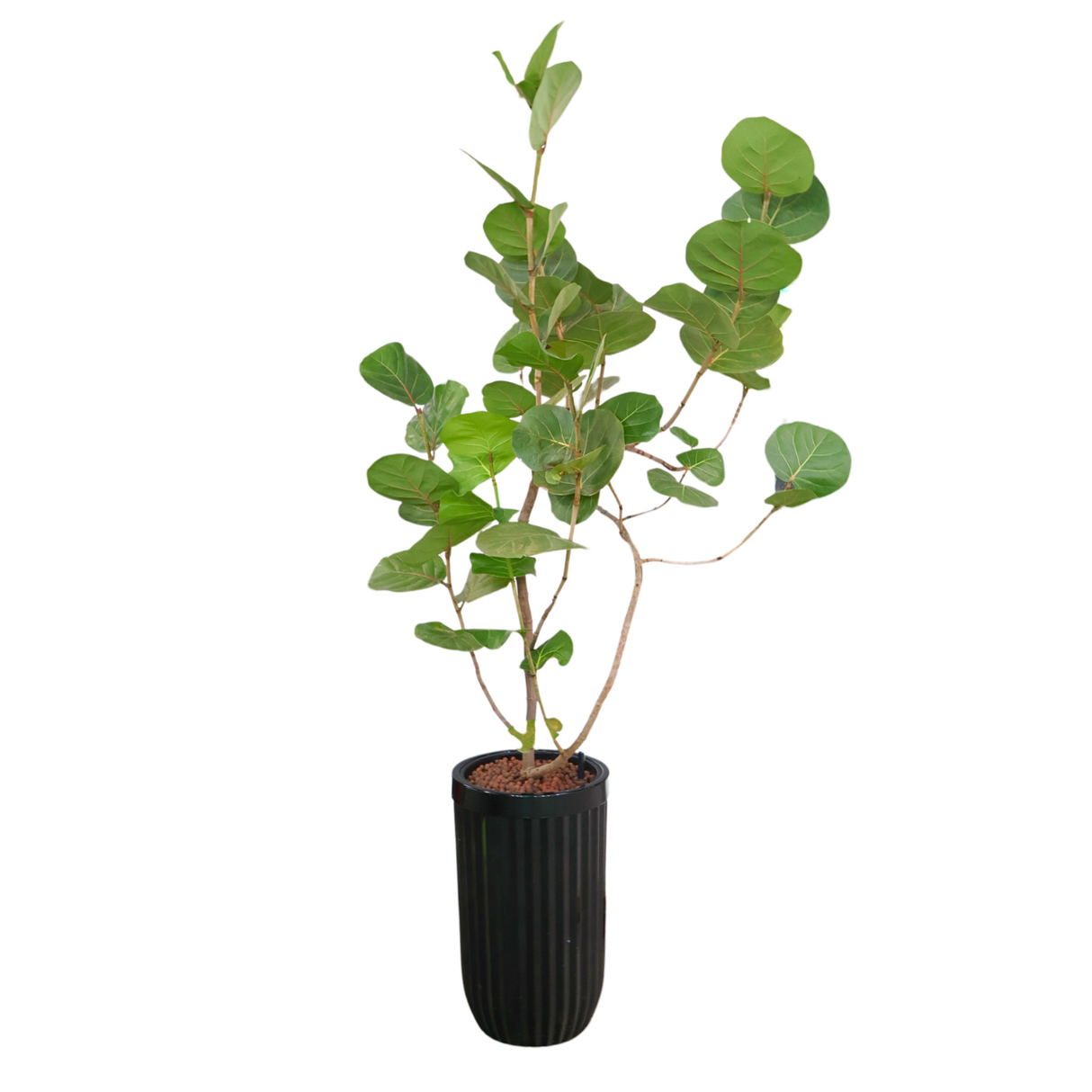 Coccoloba Uvifera (Sea grape)