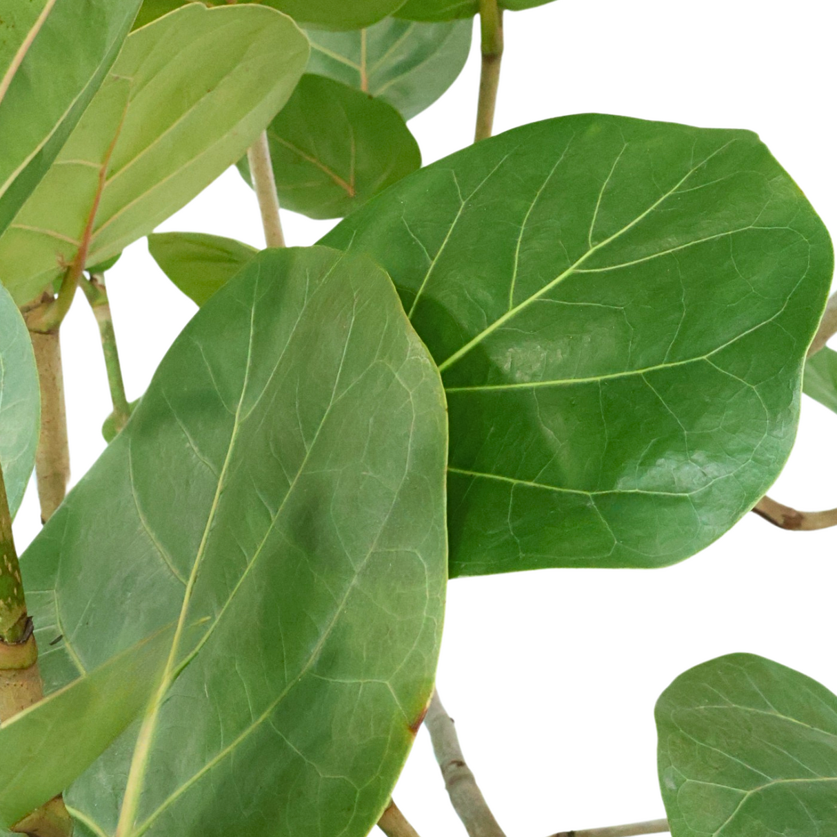 Coccoloba Uvifera (Sea grape)