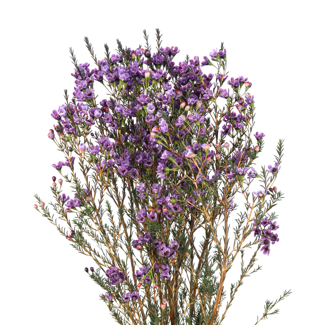 Wax Flower (China) - 10 stk