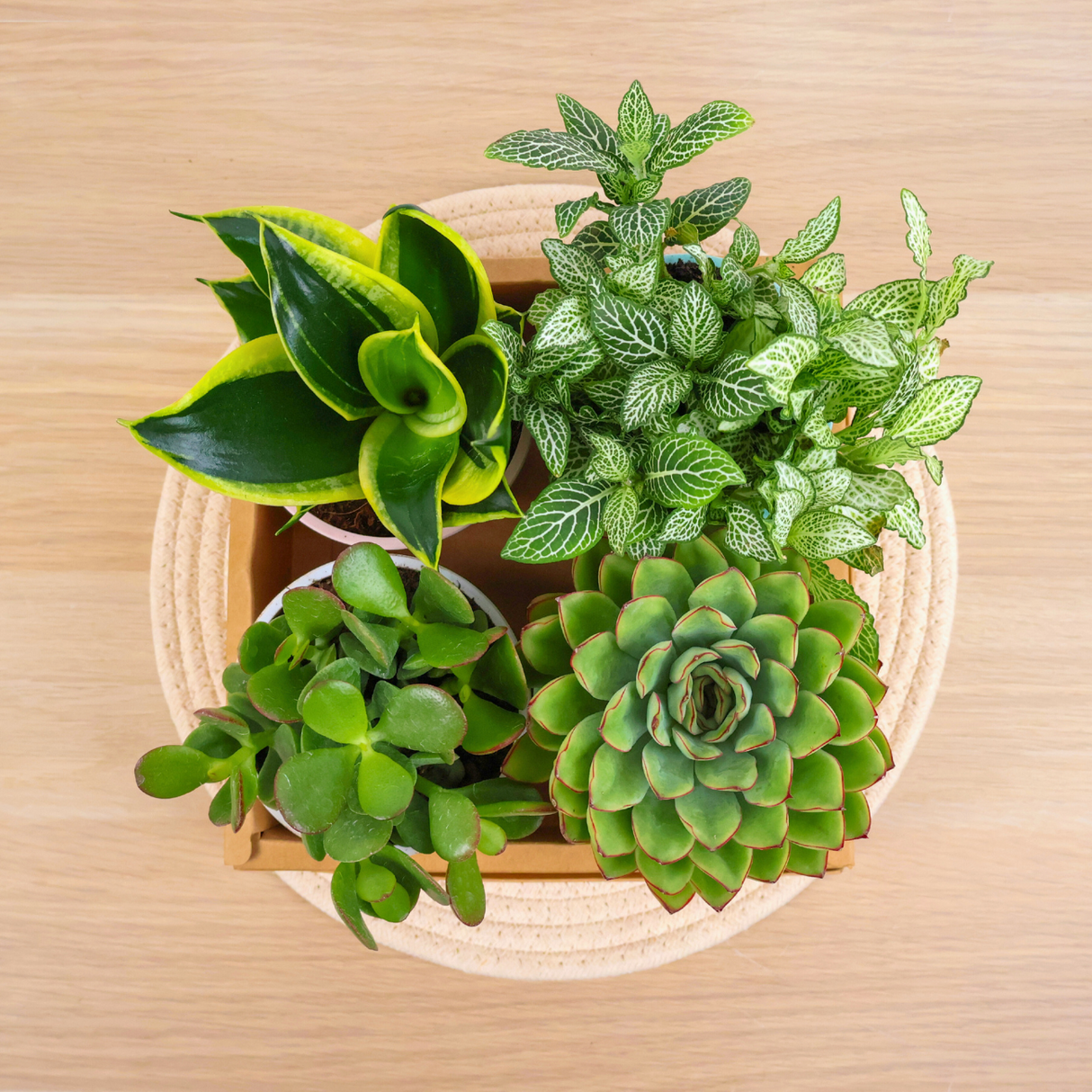 Plant Gift Set (Set of 4)