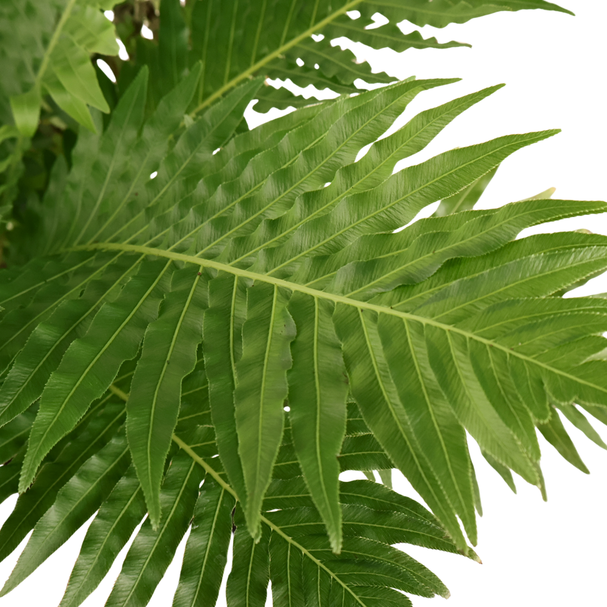 Blechnum Gibbum (Dwarf Tree Fern)