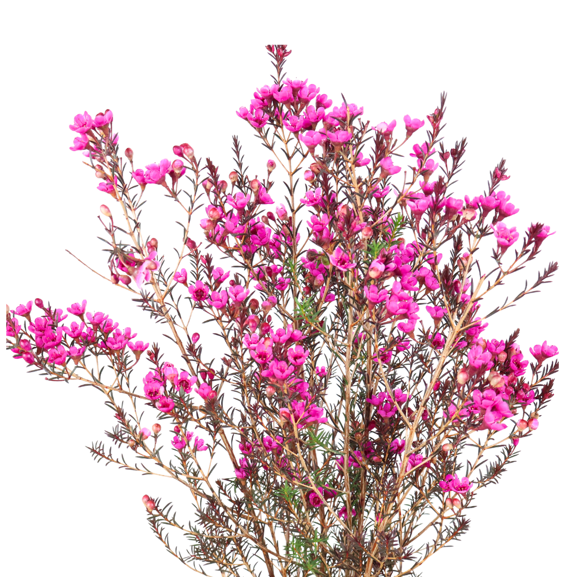 Wax Flower (China) - 10 stk