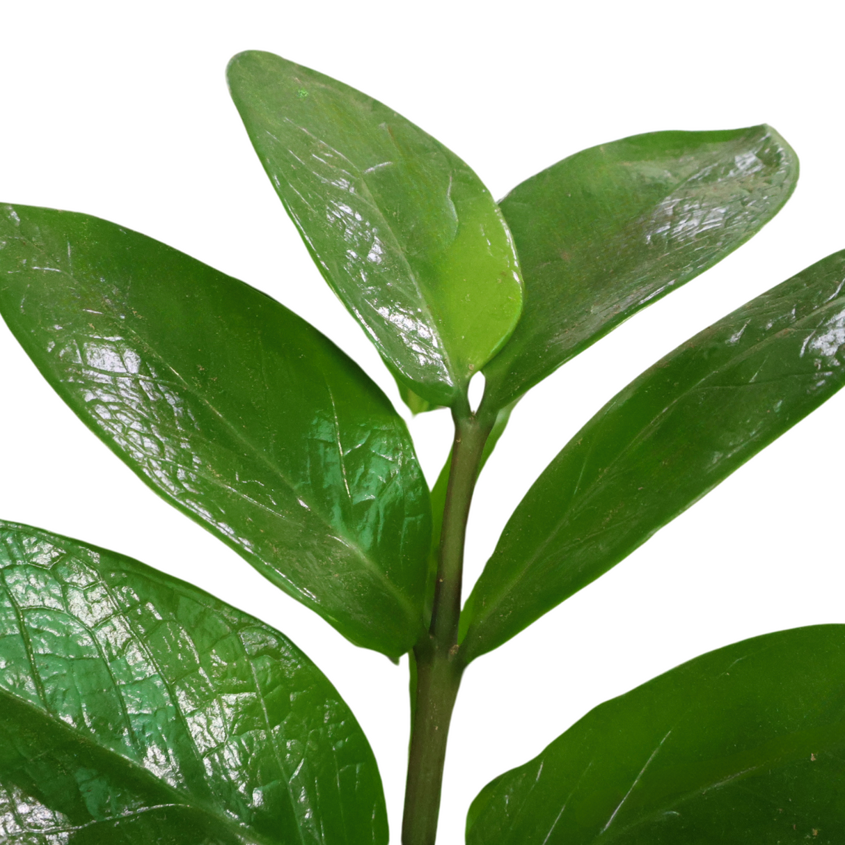 Zamioculcas Zamiifolia (ZZ Plant 金钱树) Money Plant in Self-Watering Pot