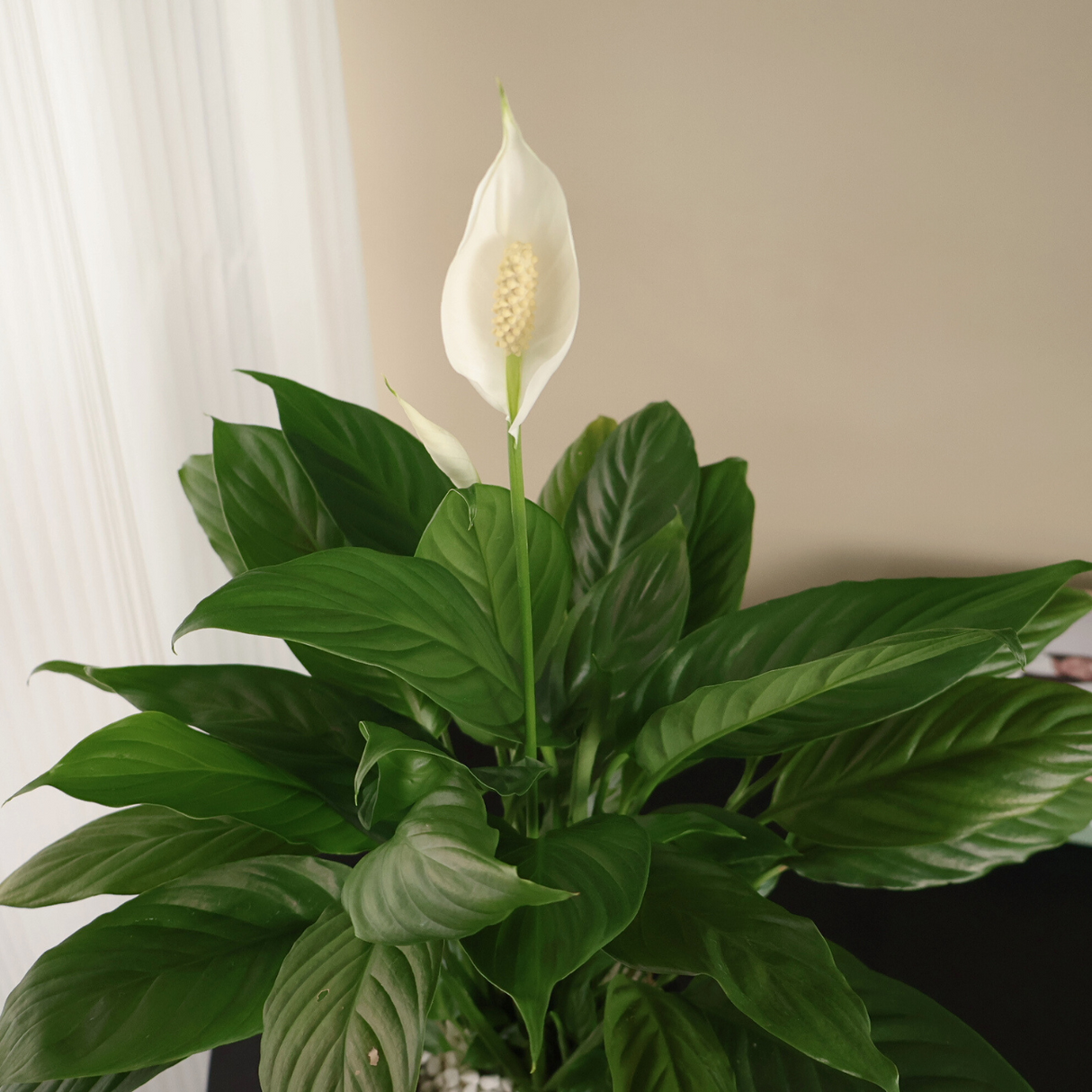 Spathiphyllum (Peace Lily) in Ceramic Pot