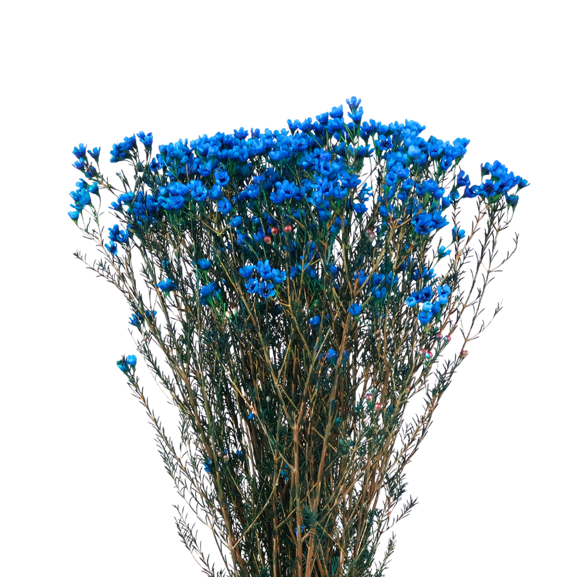 Wax Flower (China) - 10 stk