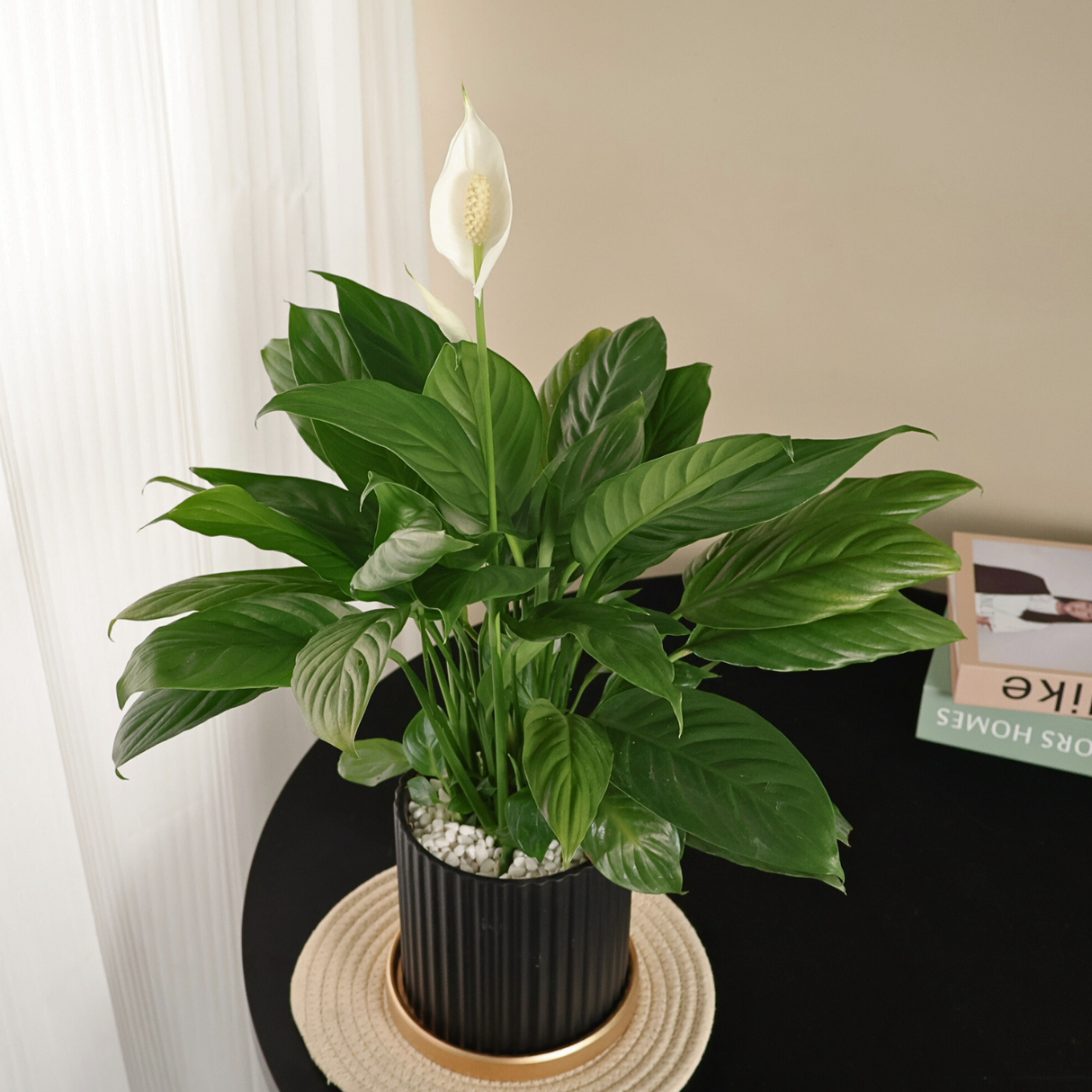Spathiphyllum (Peace Lily) in Ceramic Pot