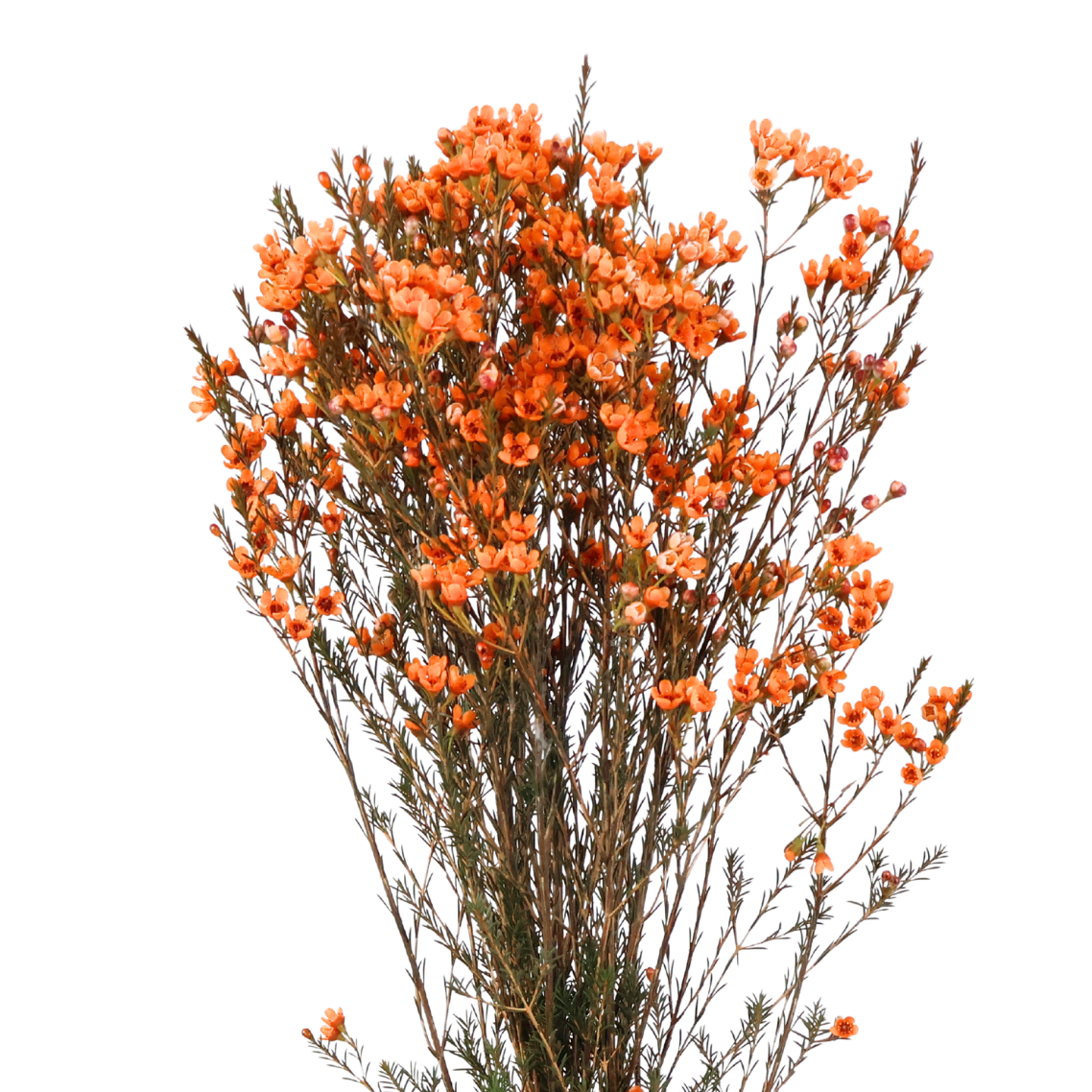 Wax Flower (China) - 10 stk