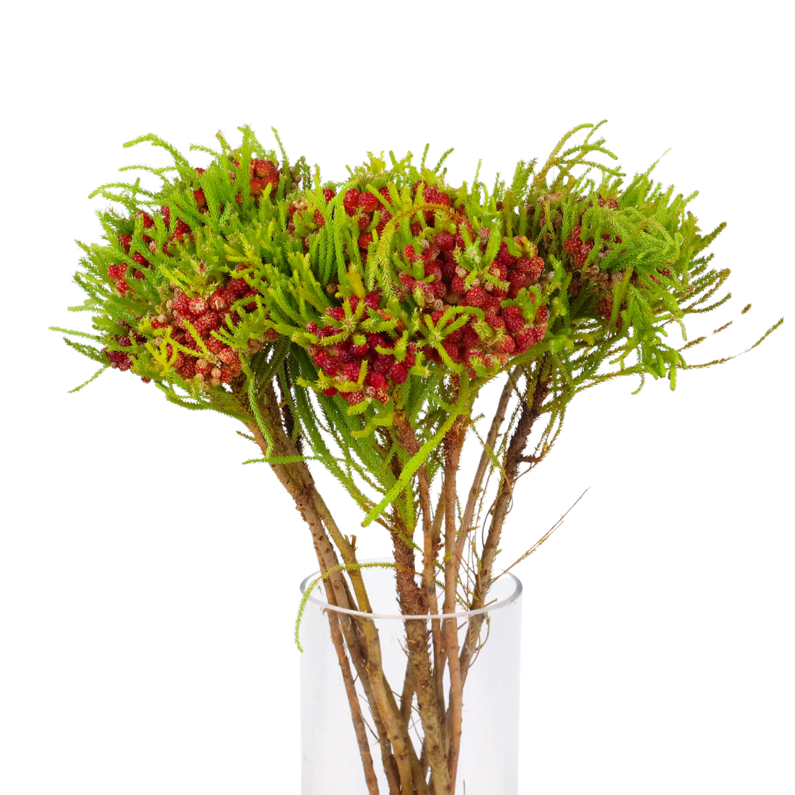 Yellow houseplant in vase with floral design.