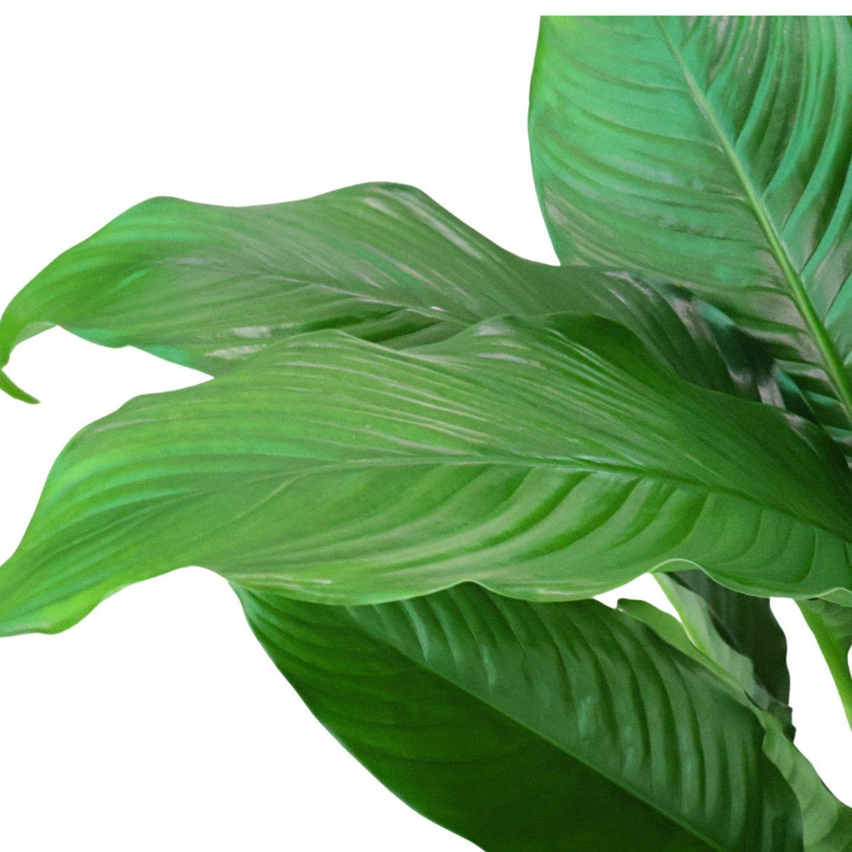 Spathiphyllum Spp in Self-Watering Pot