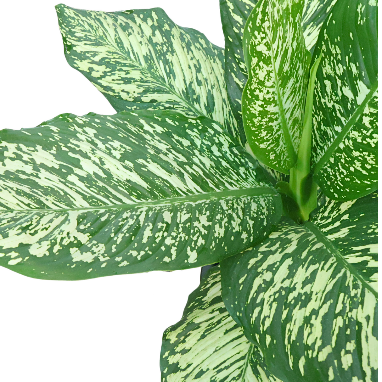 Dieffenbachia Variegated in Self-Watering Pot