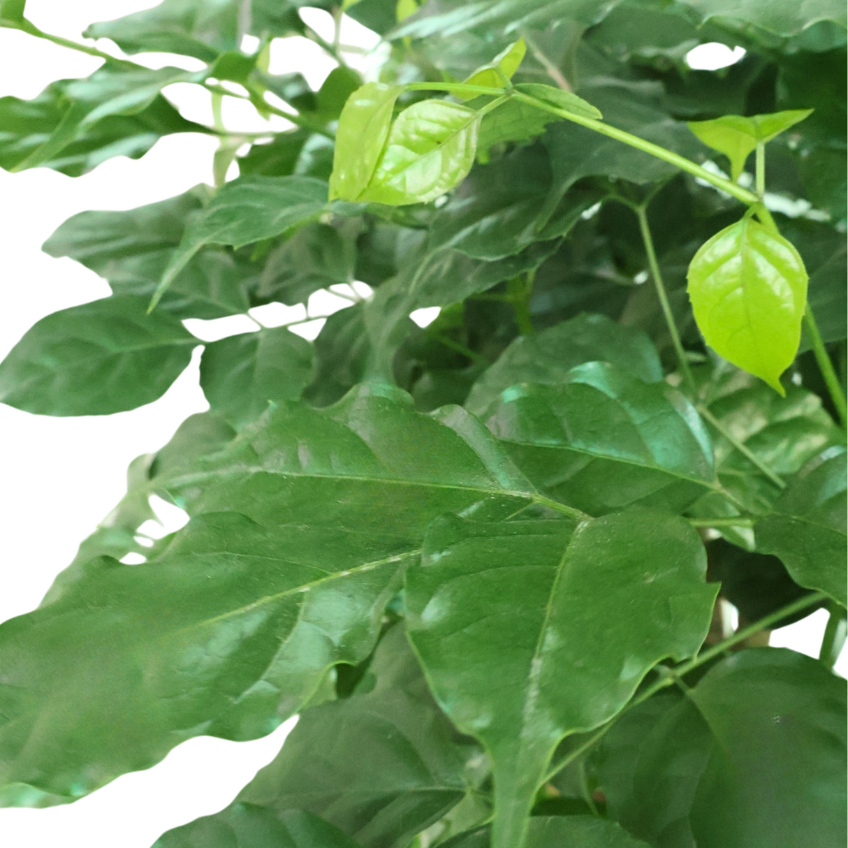 Redermachira in Self-Watering Pot