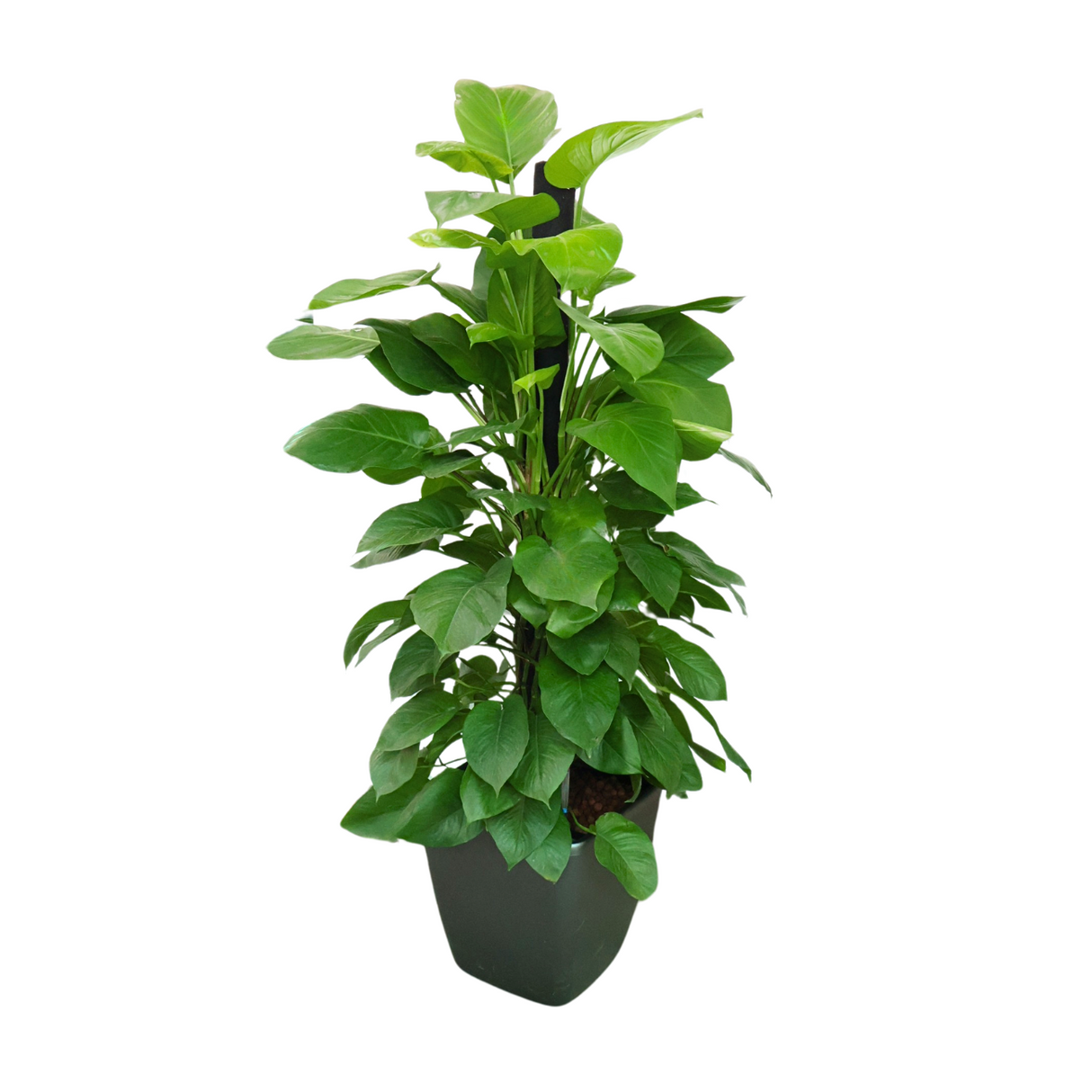 Houseplant in flowerpot with plant stem and leaves.