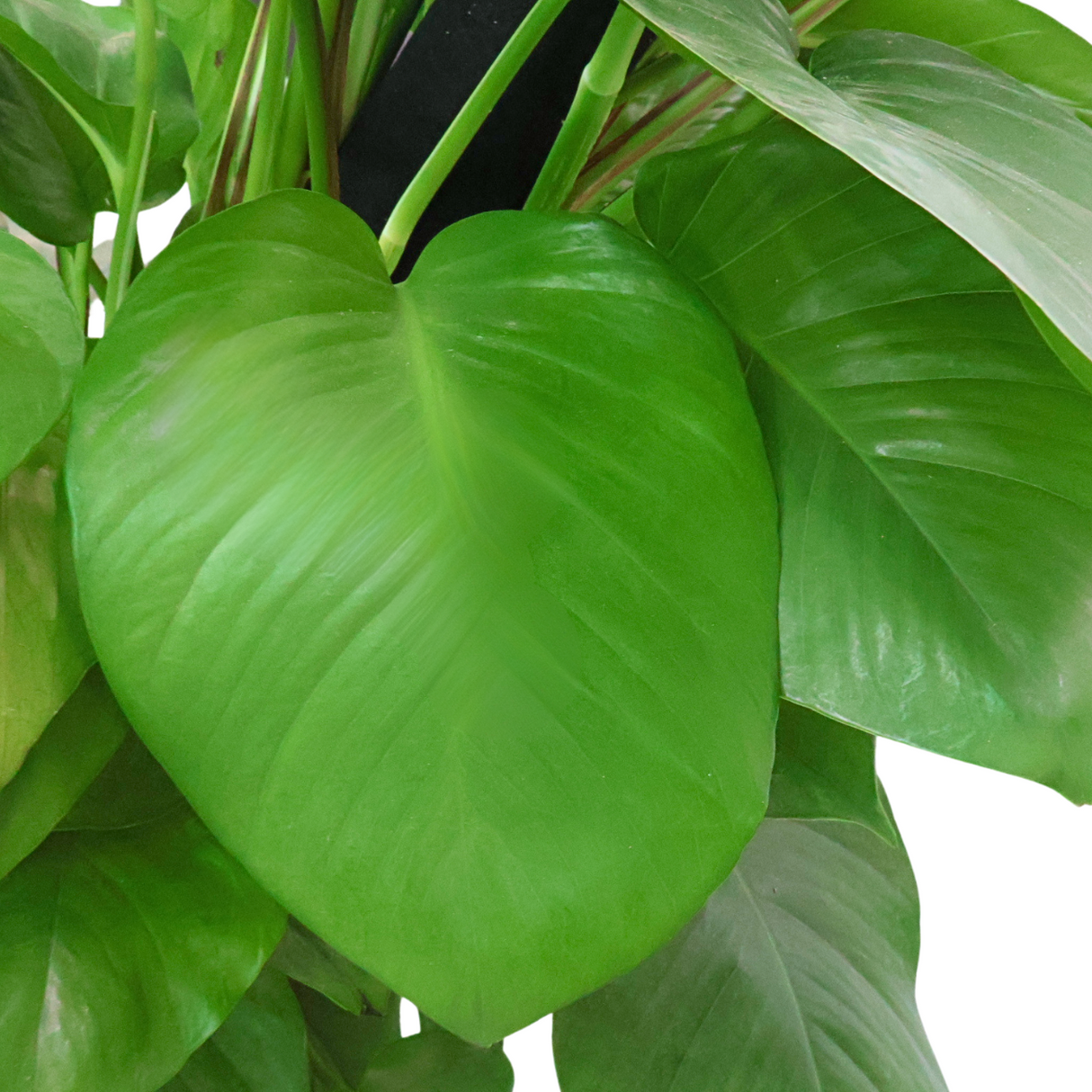 Money Plant in Self-Watering Pot