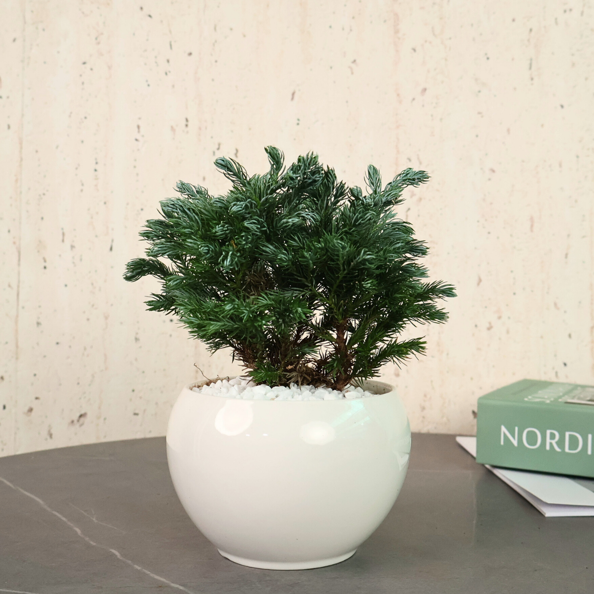 Boulevard (Blue Moss Cypress) in Ceramic Pot - Corporate Gifts