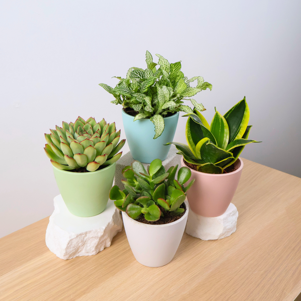 Plant Gift Set (Set of 4)