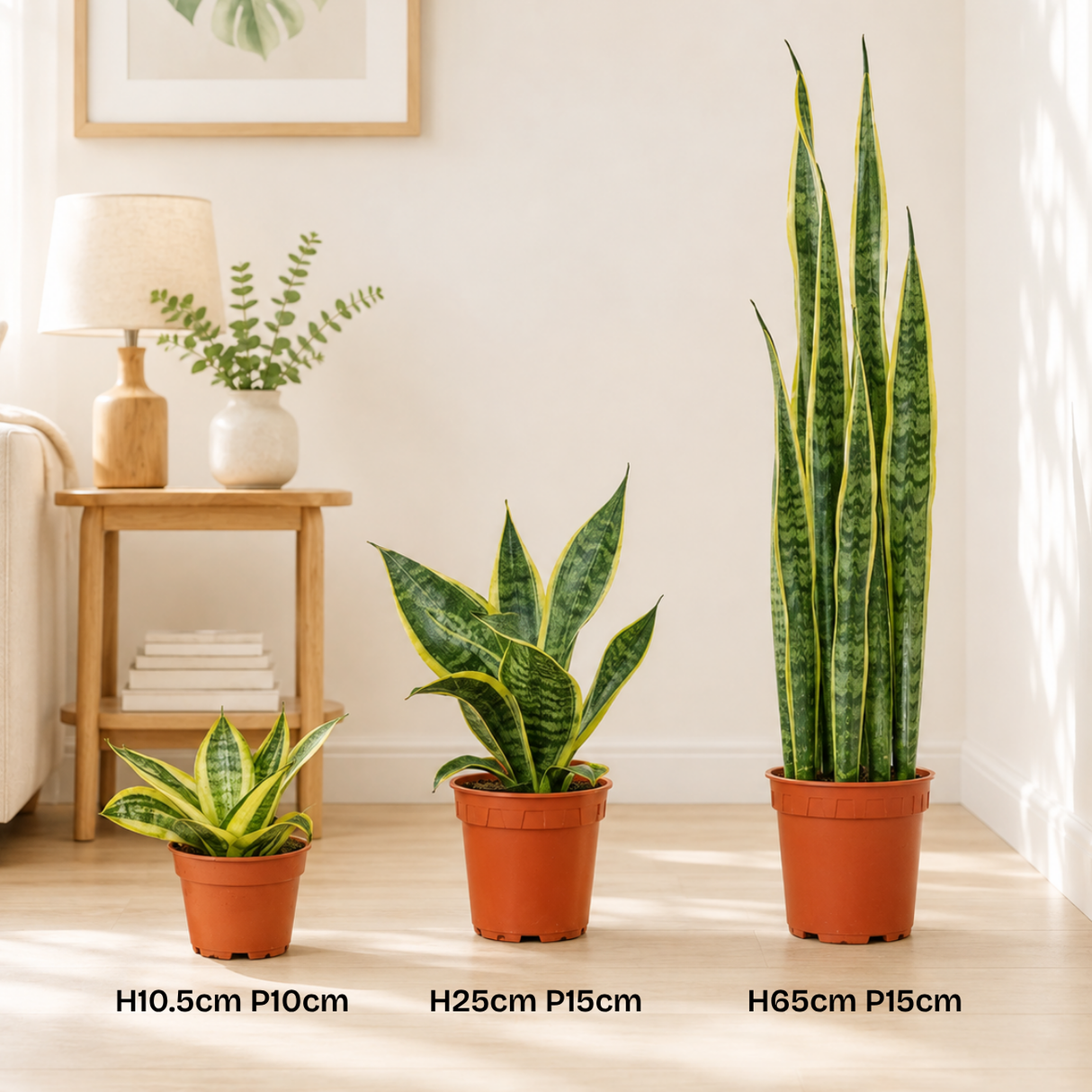 Sansevieria Trifasciata (Snake Plant)