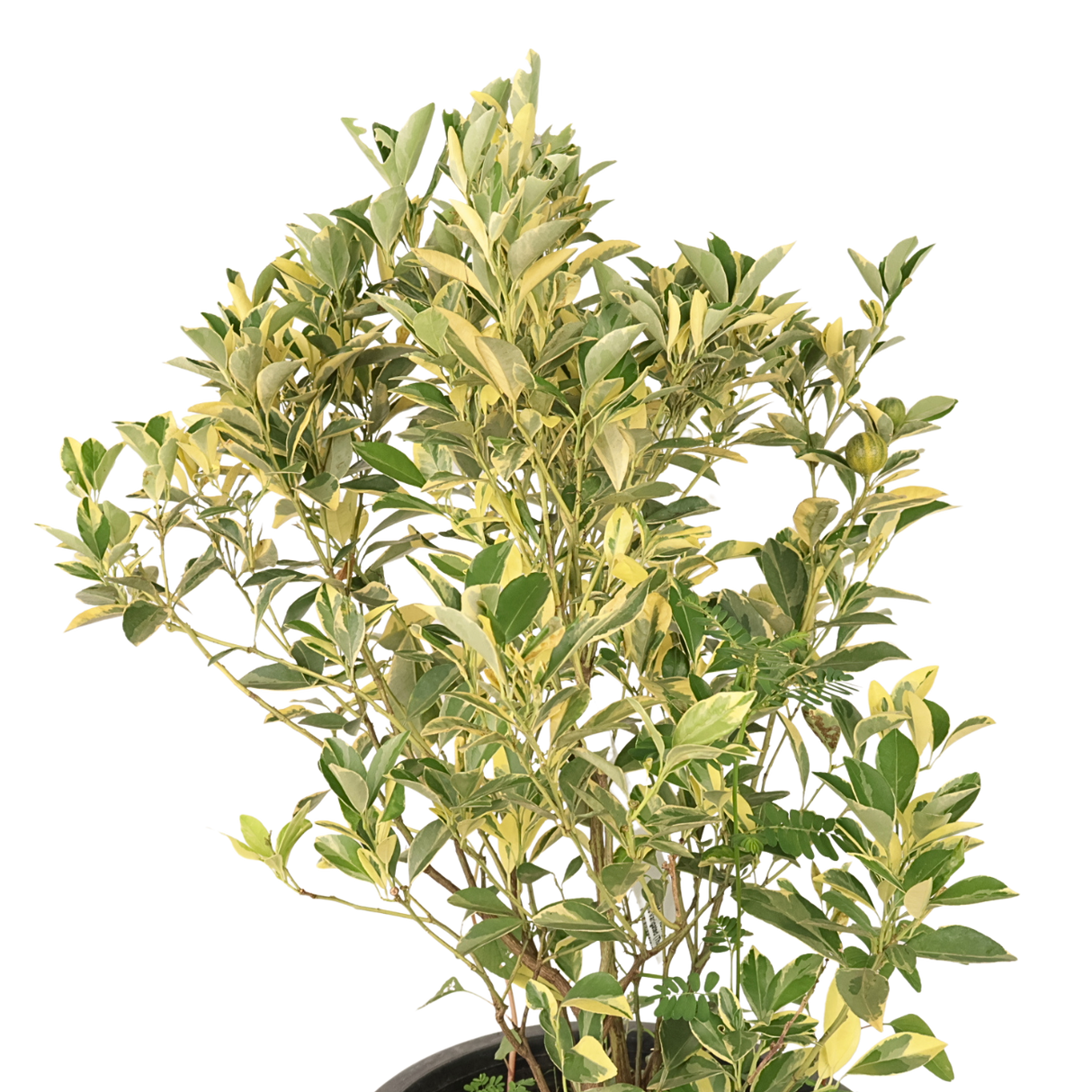 Lime Variegated Thai