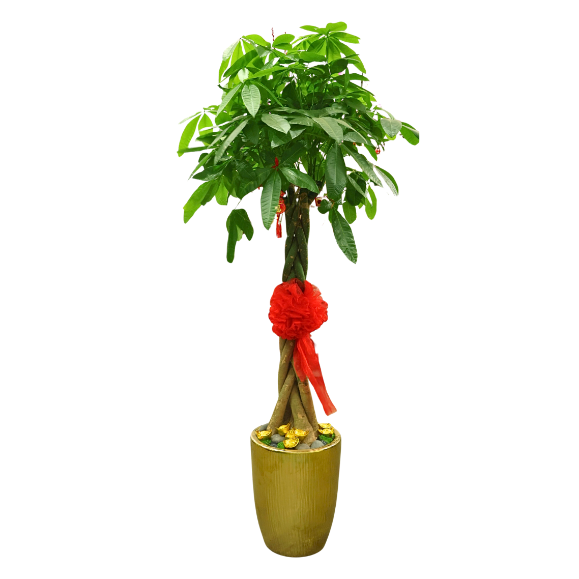 Pachira Plant in Gold Pot (Money Tree 发财树)