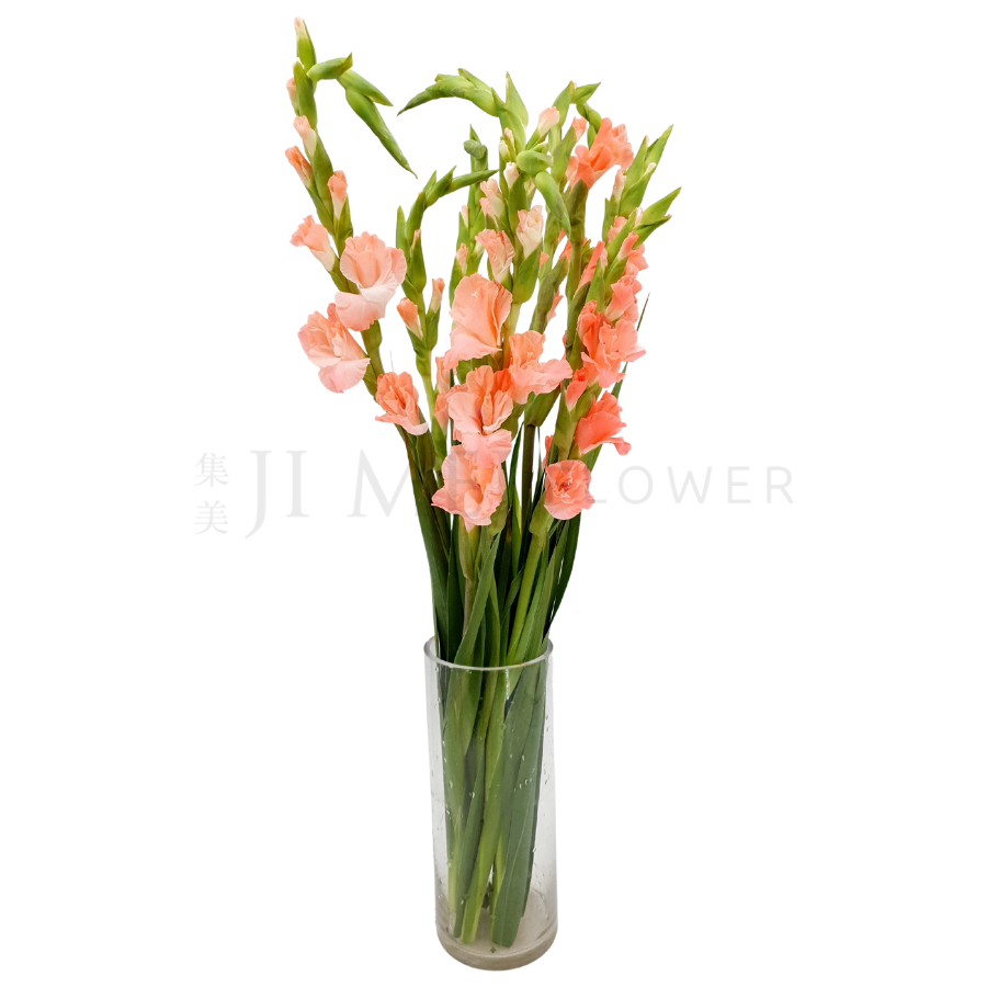 Gladiolus (Taiwan)