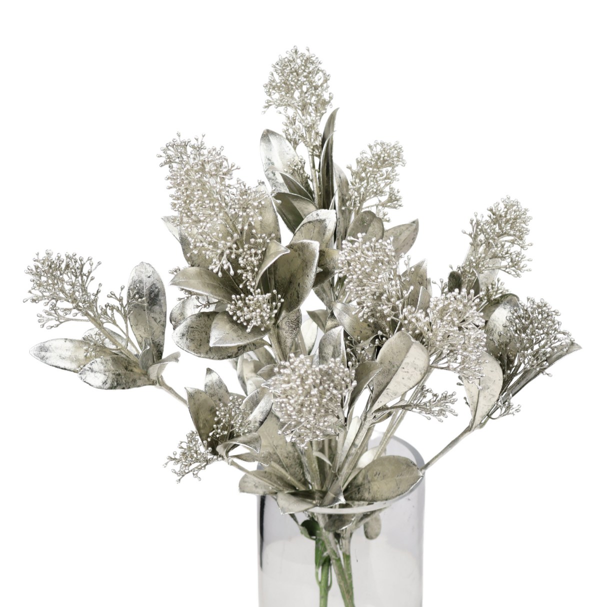 Skimmia Colored (Holland)