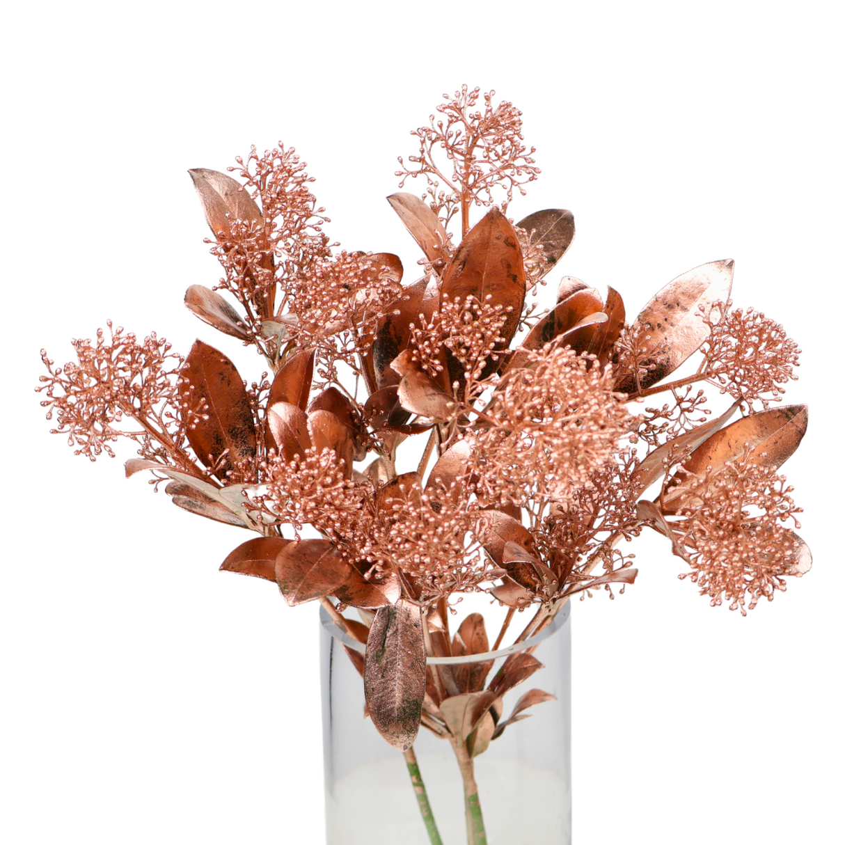 Skimmia Colored (Holland)