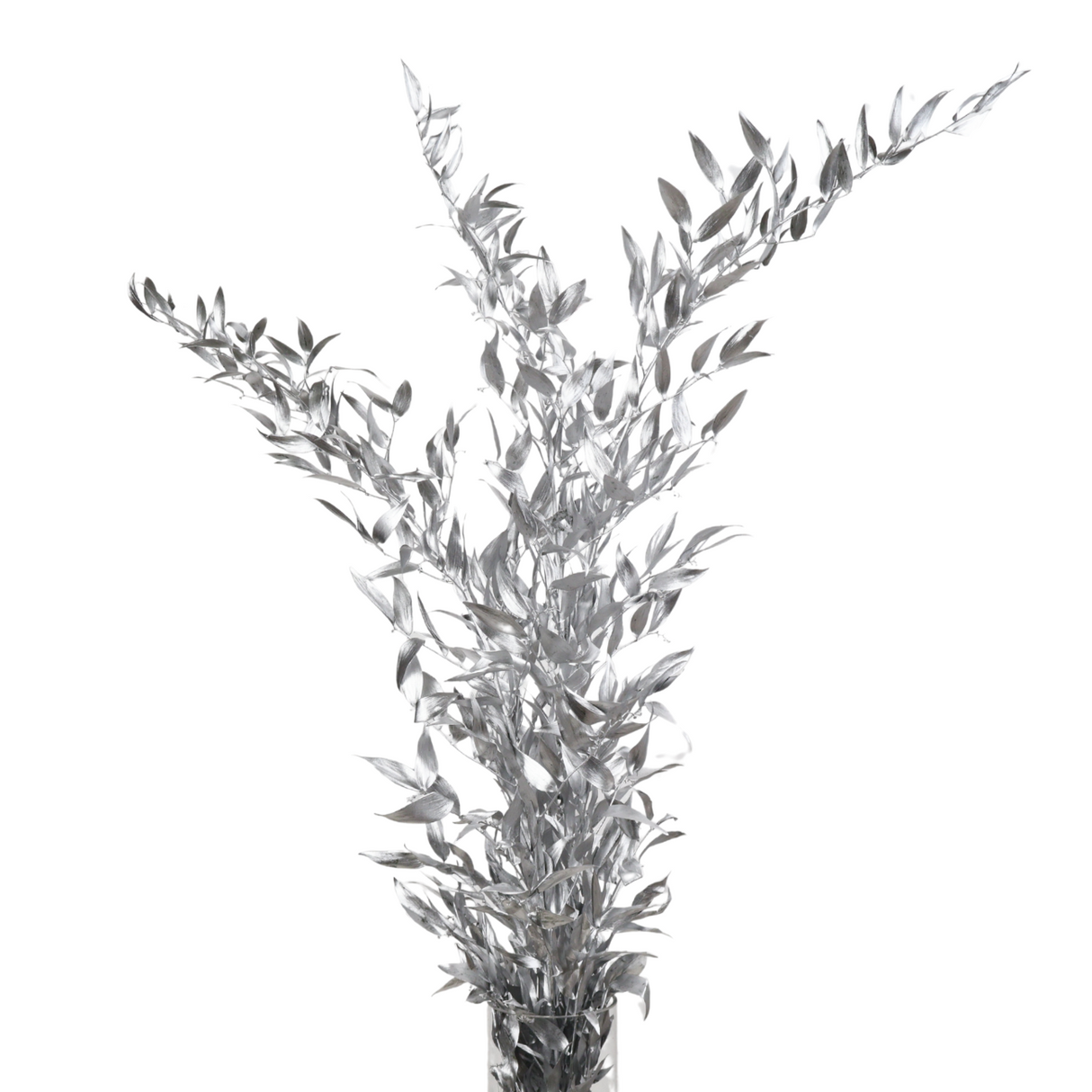 Ruscus Silver / Gold (Holland)