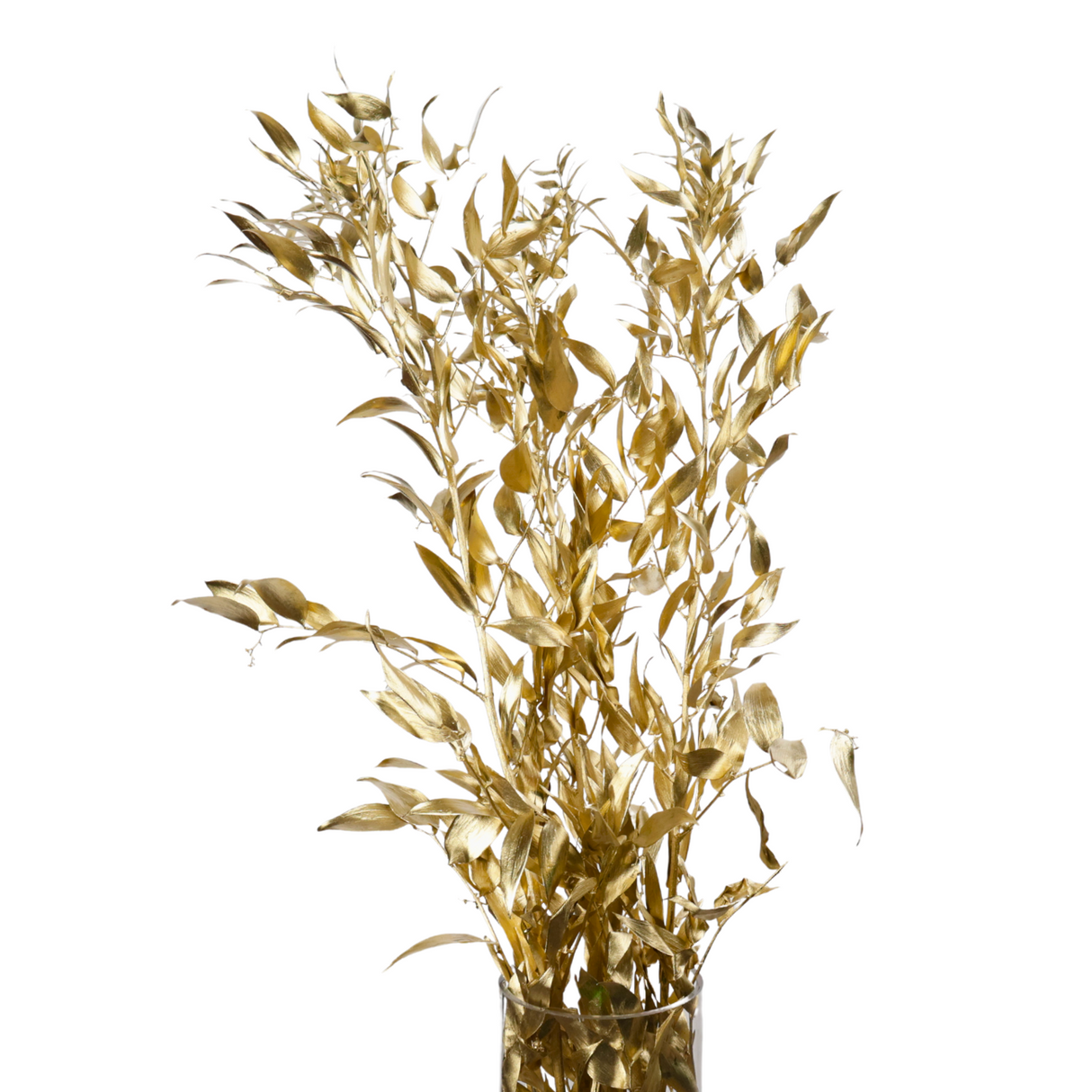 Ruscus Silver / Gold (Holland)