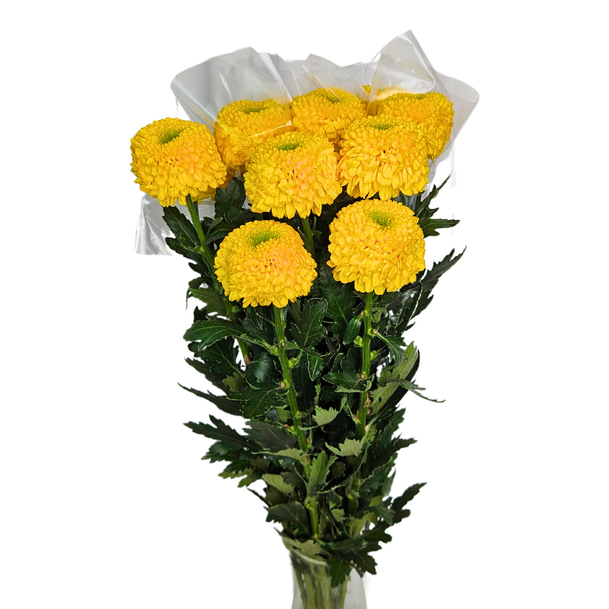 Chrysanthemum Ping Pong (Malaysia)