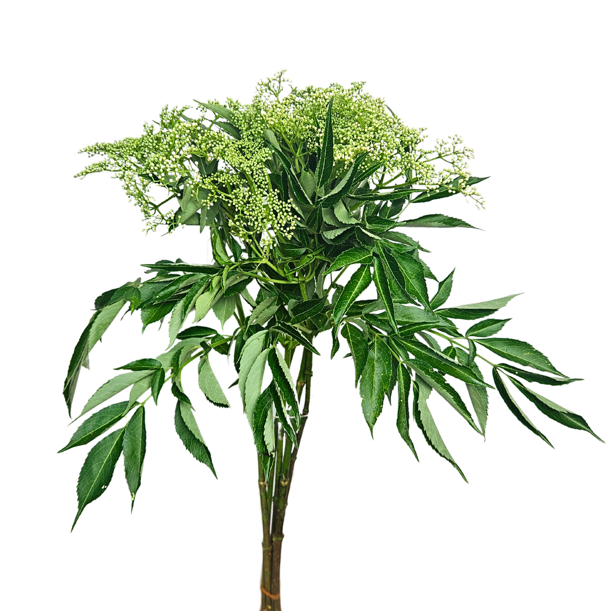 Viburnum White (Malaysia)