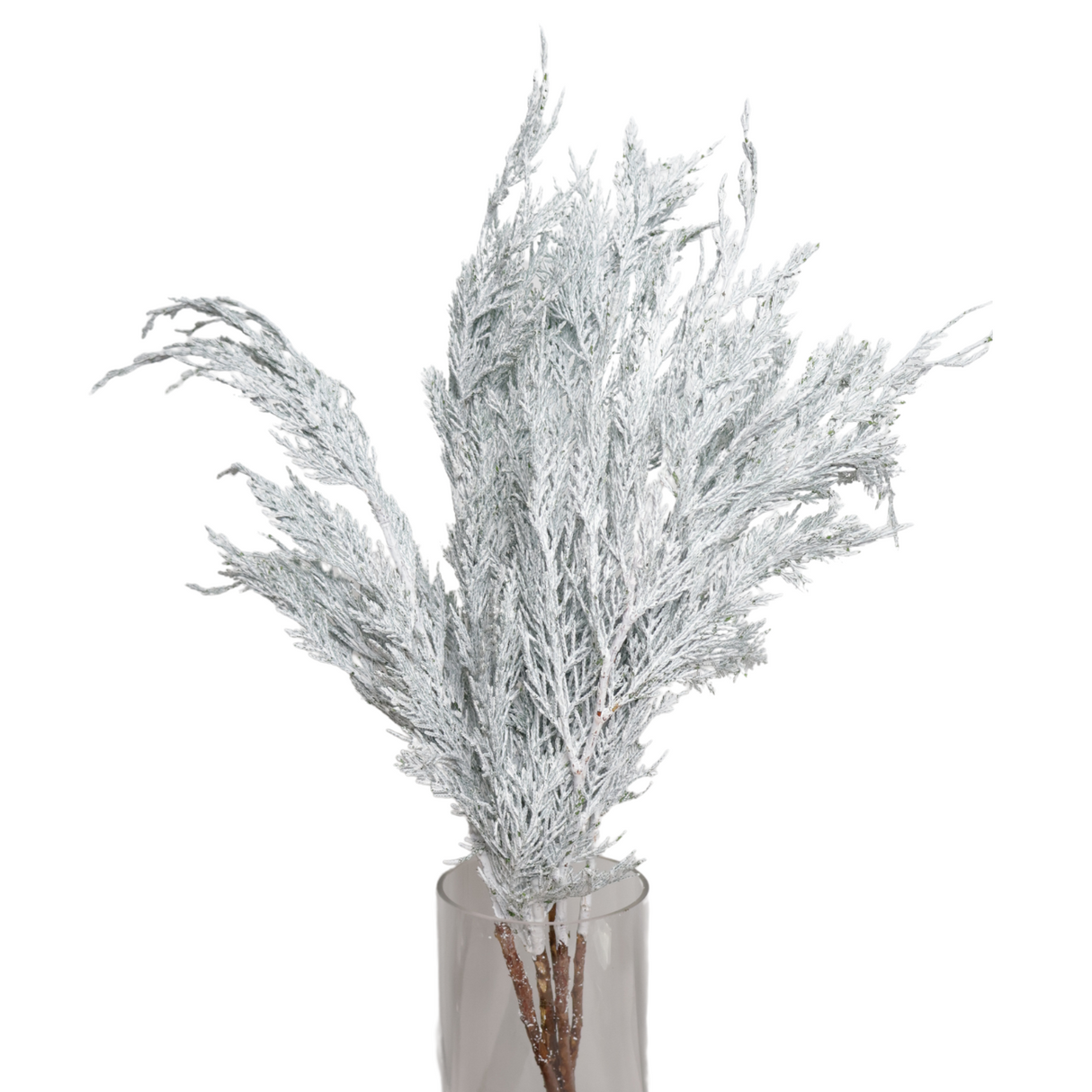 Cedar Christmas (South Africa)